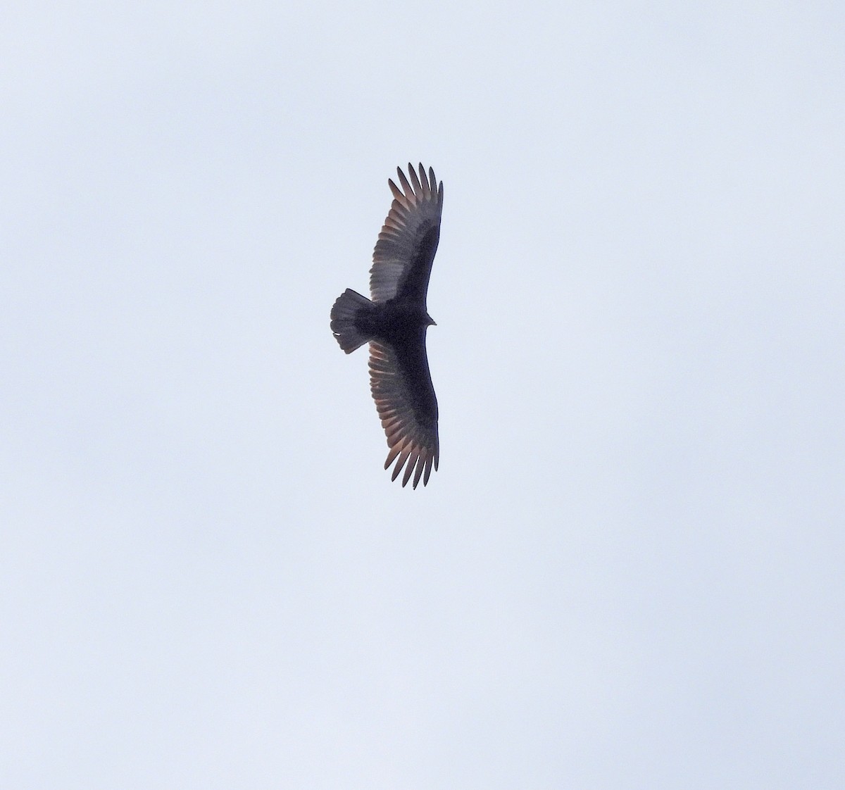 Lesser Yellow-headed Vulture - ML641953351