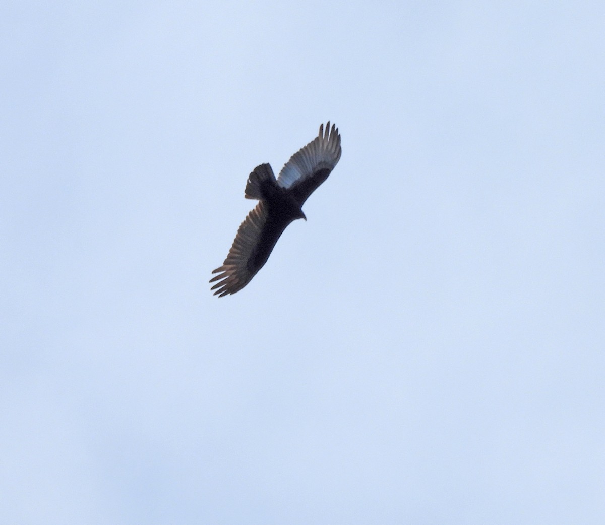 Lesser Yellow-headed Vulture - ML641953352