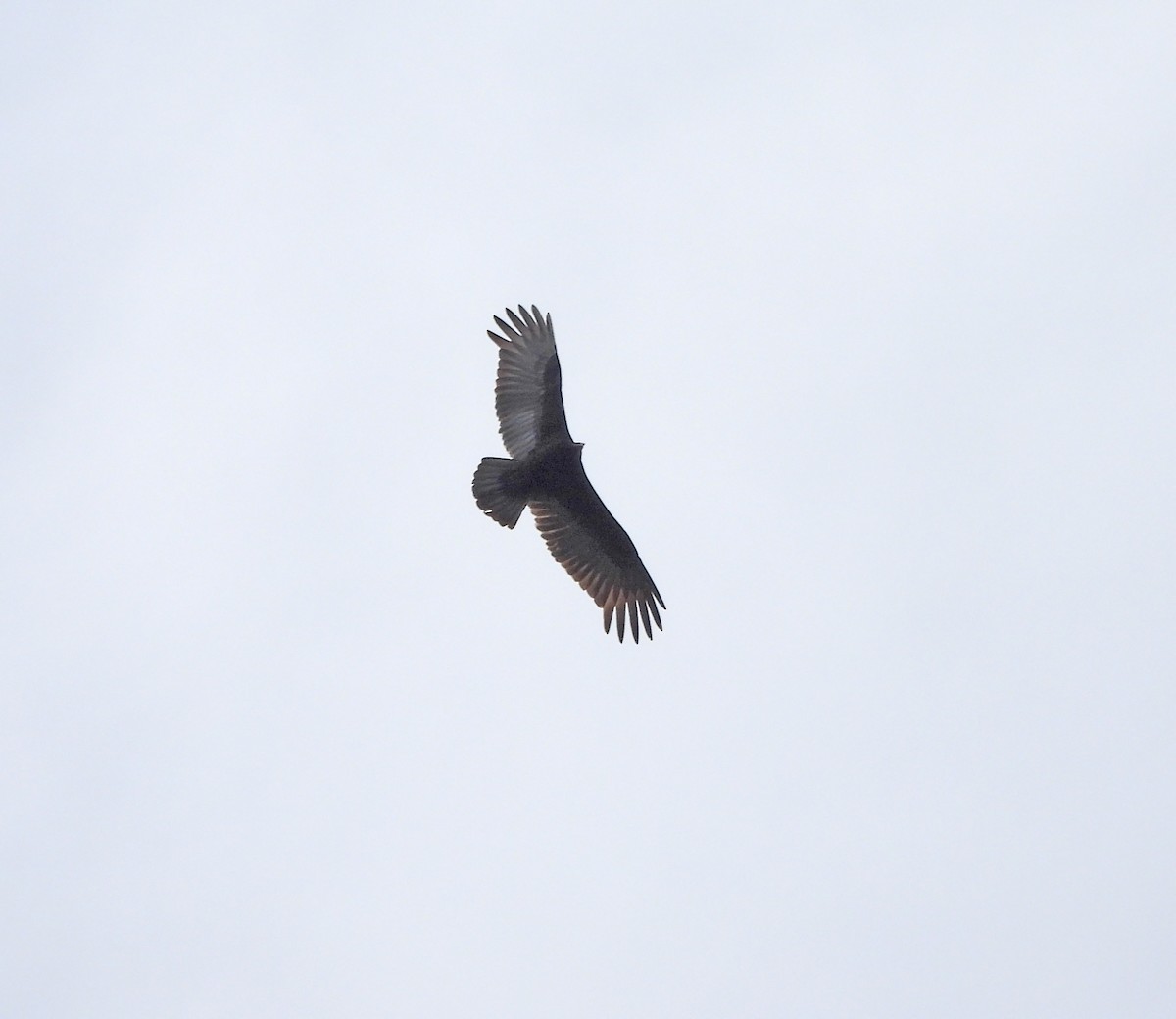 Lesser Yellow-headed Vulture - ML641953353