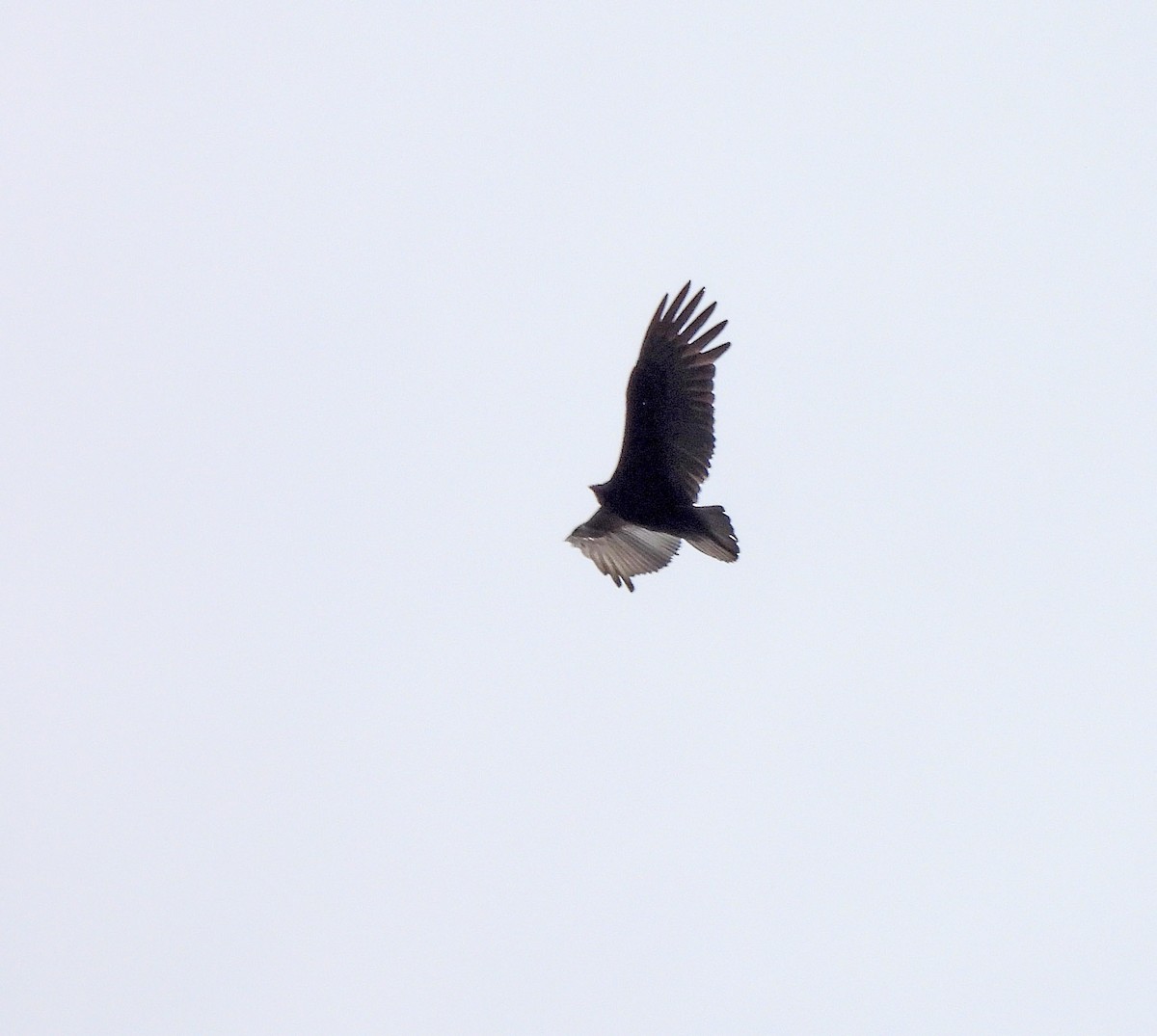 Lesser Yellow-headed Vulture - ML641953354