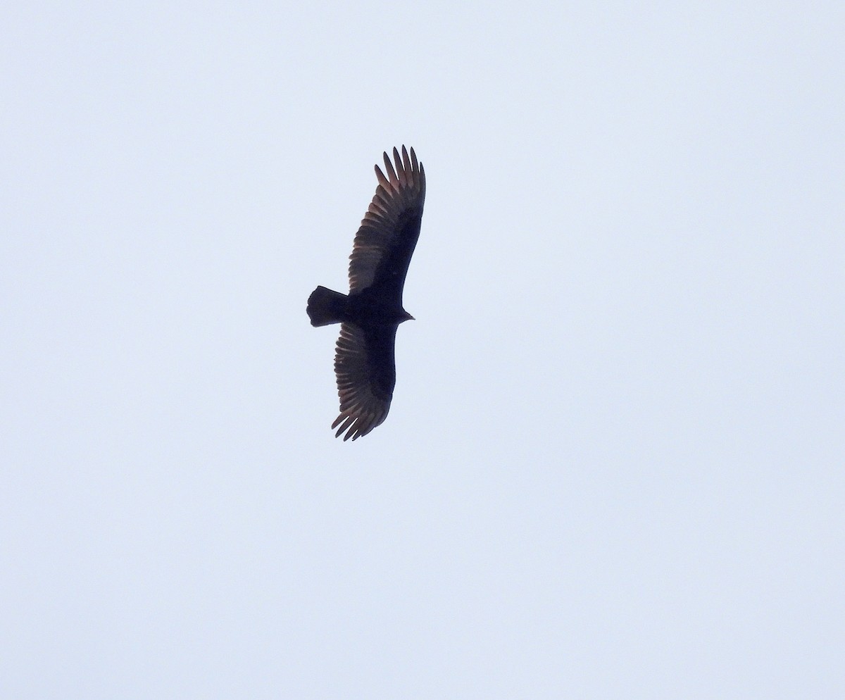 Lesser Yellow-headed Vulture - ML641953355