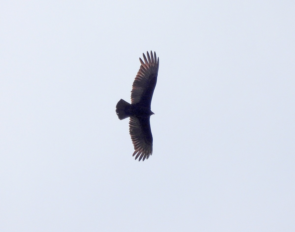 Lesser Yellow-headed Vulture - ML641953356
