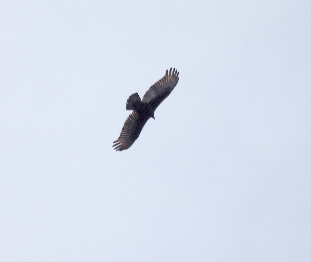 Lesser Yellow-headed Vulture - ML641953357