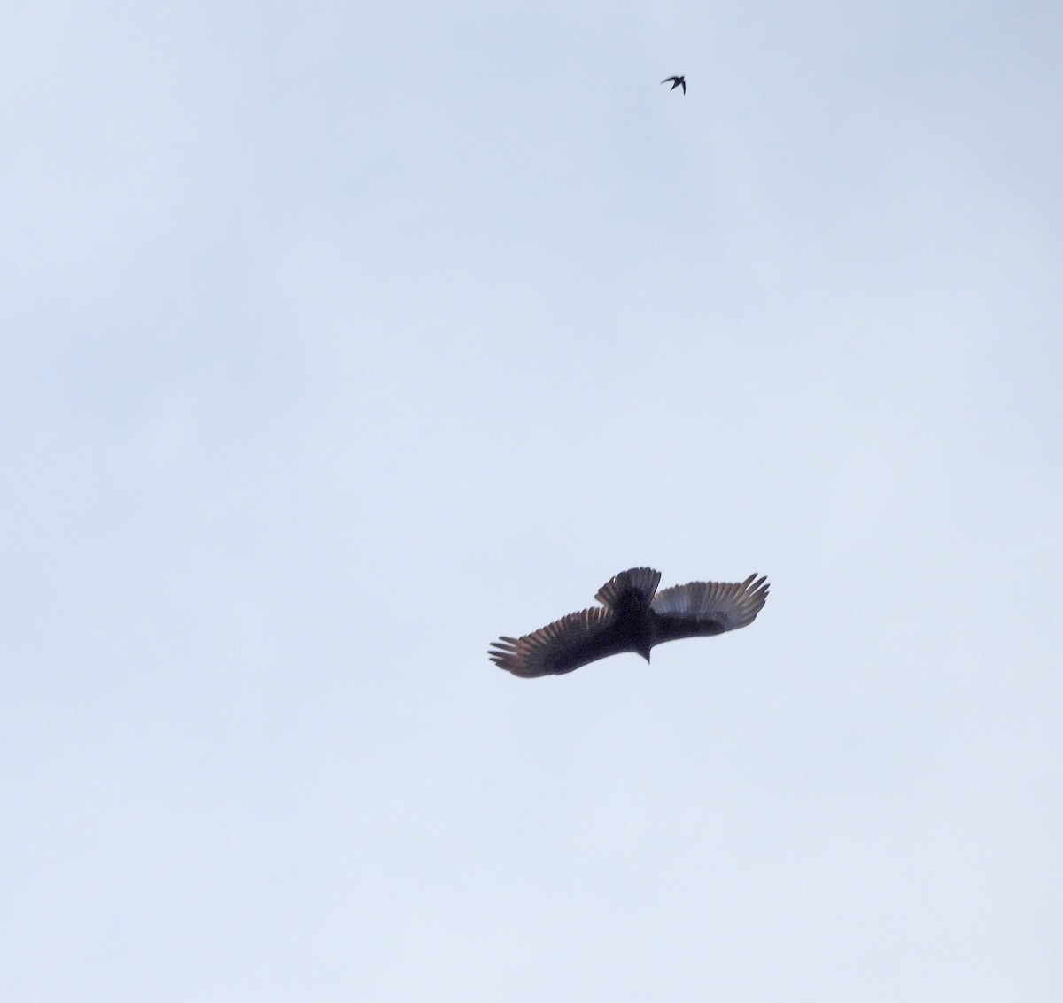 Lesser Yellow-headed Vulture - ML641953358