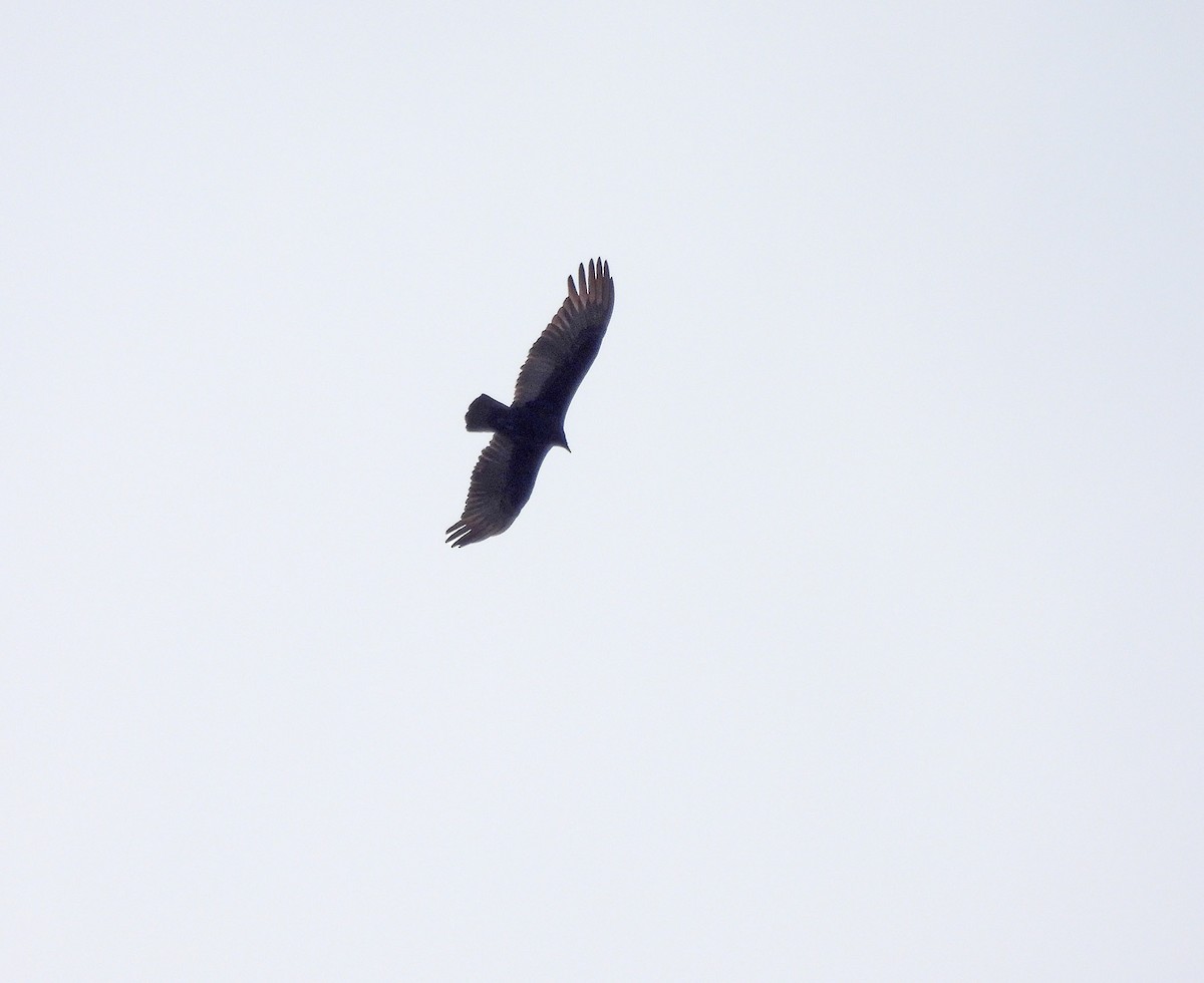 Lesser Yellow-headed Vulture - ML641953359