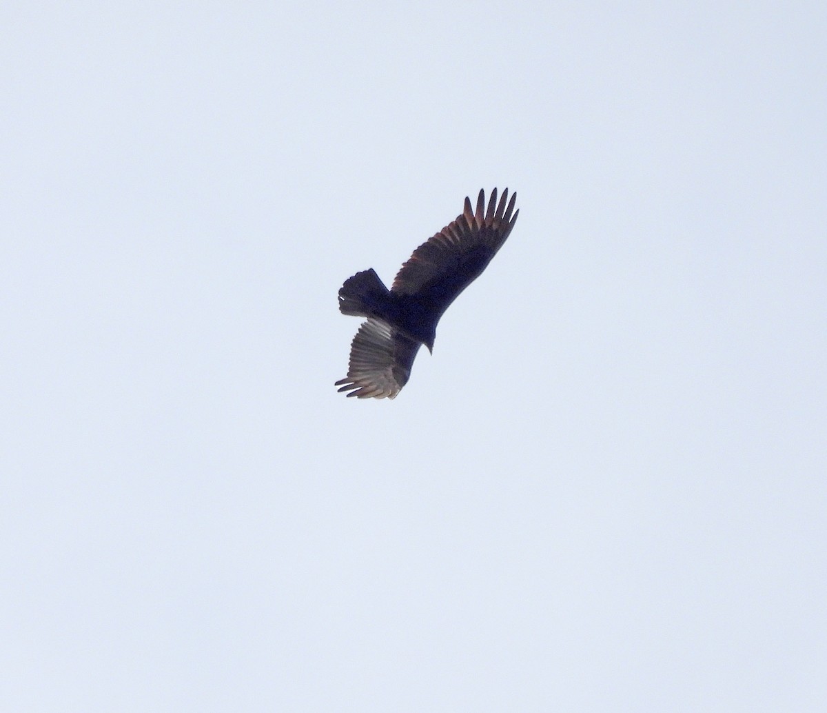 Lesser Yellow-headed Vulture - ML641953360