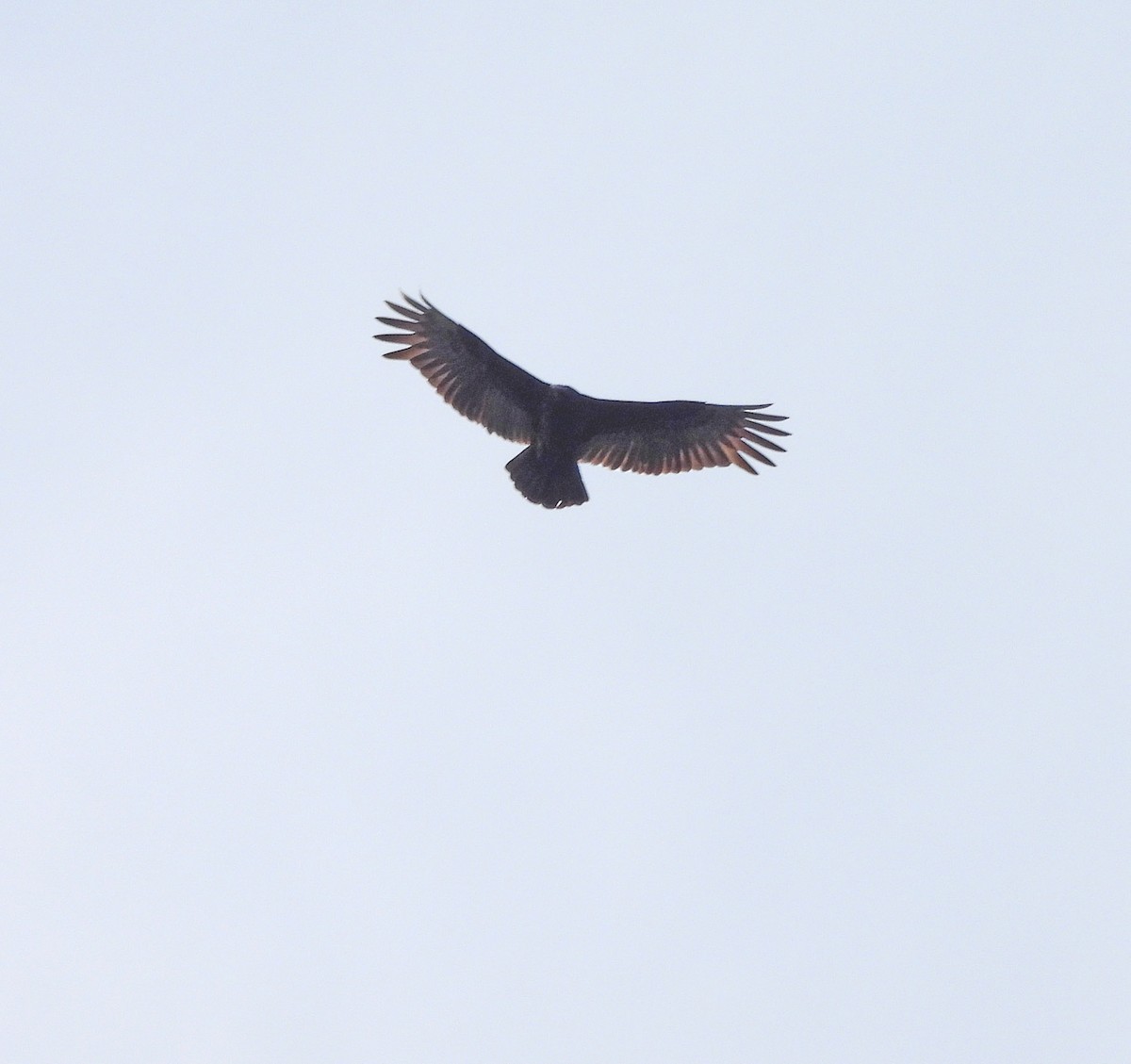 Lesser Yellow-headed Vulture - ML641953361