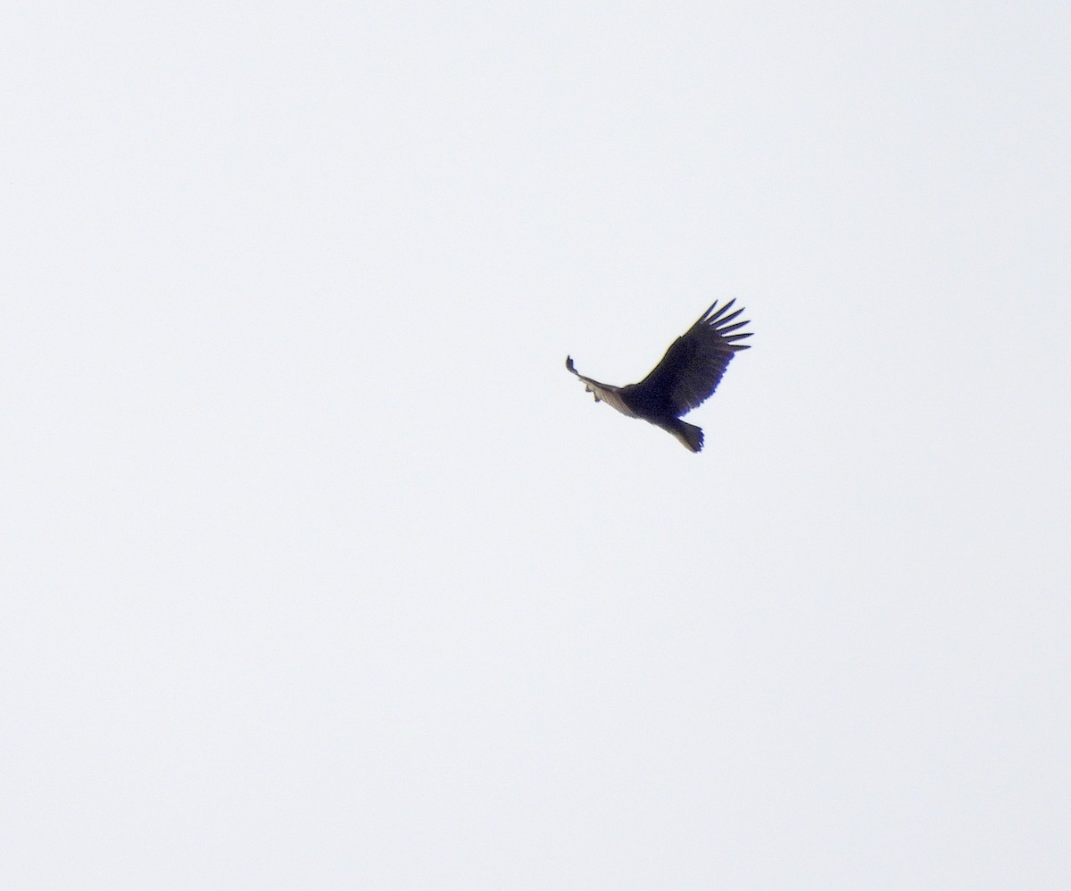 Lesser Yellow-headed Vulture - ML641953362