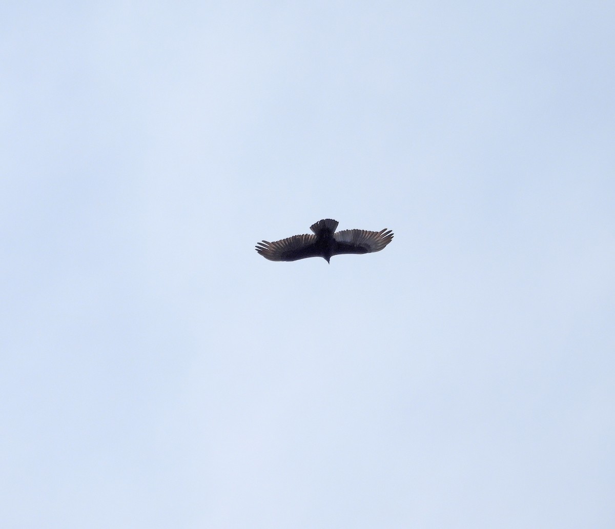 Lesser Yellow-headed Vulture - ML641953363