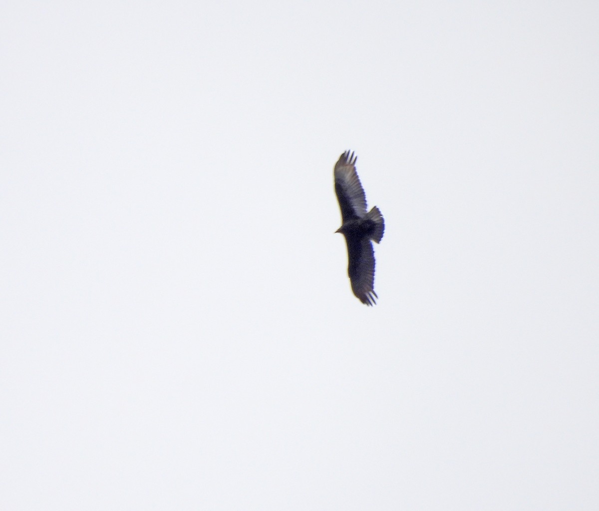Lesser Yellow-headed Vulture - ML641953364