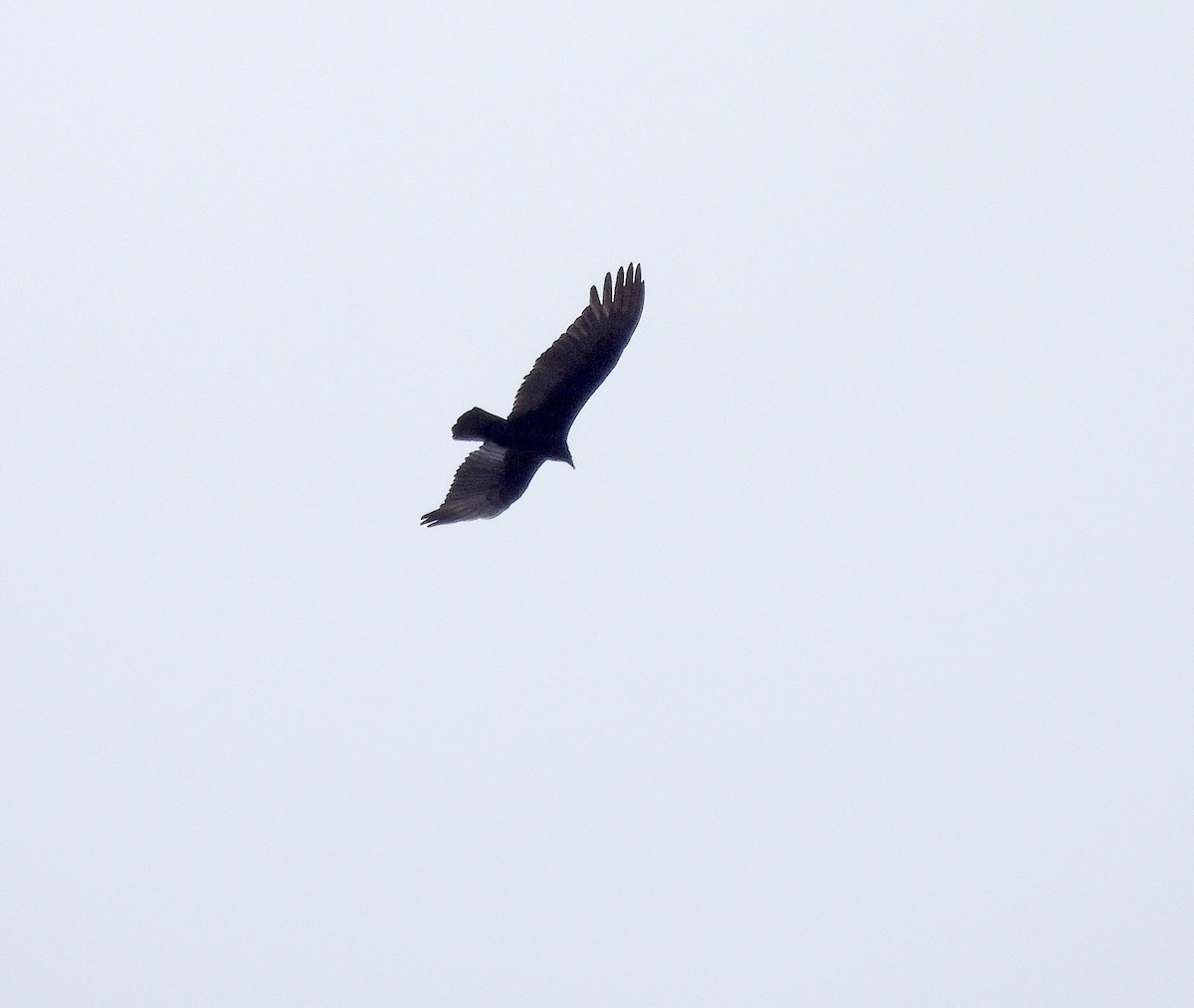 Lesser Yellow-headed Vulture - ML641953365