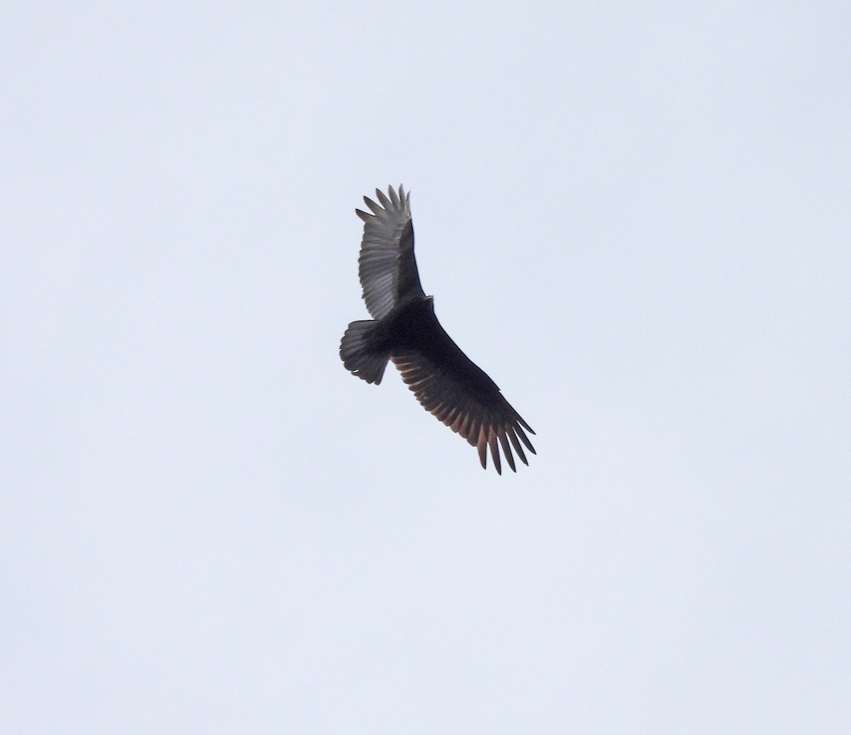 Lesser Yellow-headed Vulture - ML641953366