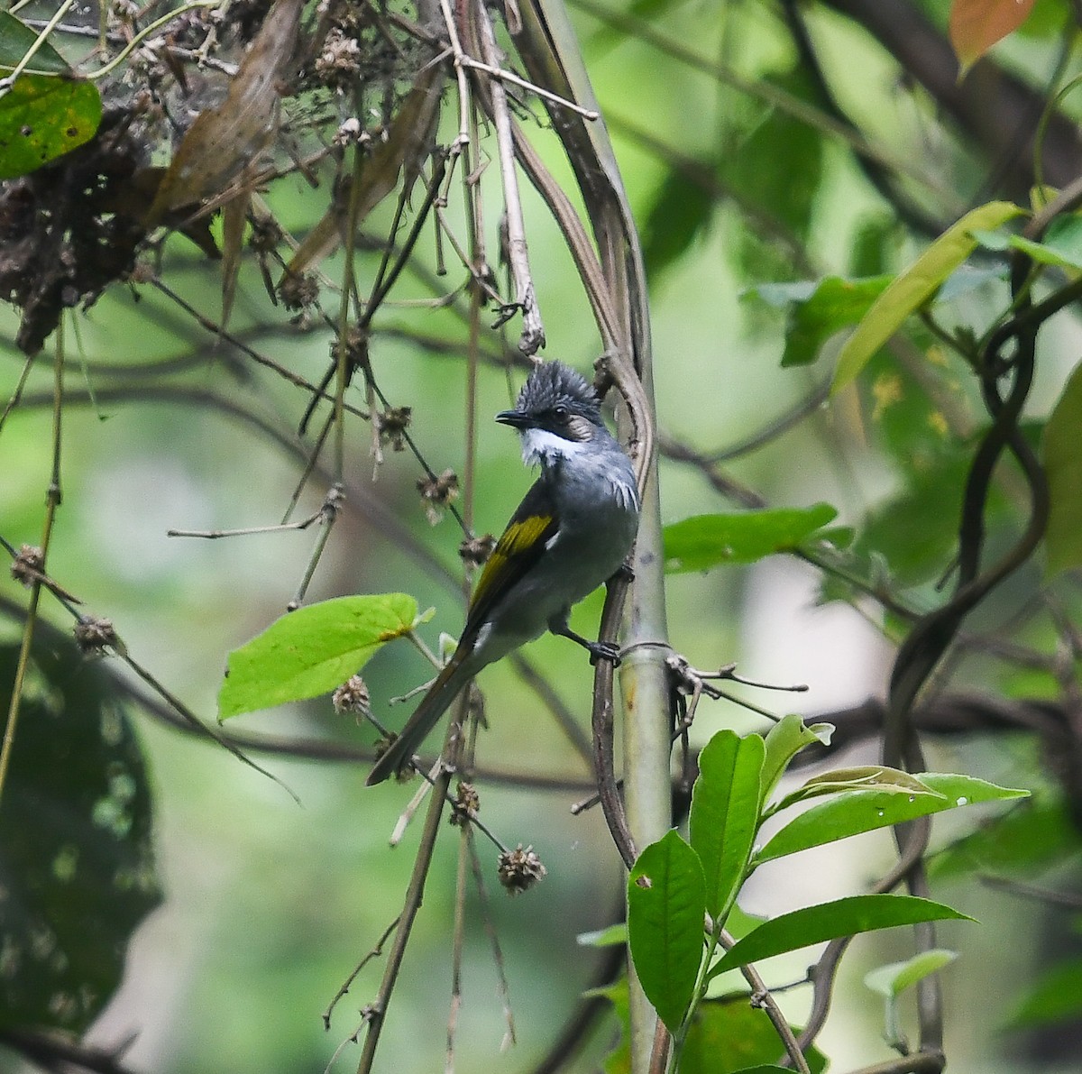 Ashy Bulbul - ML641953368
