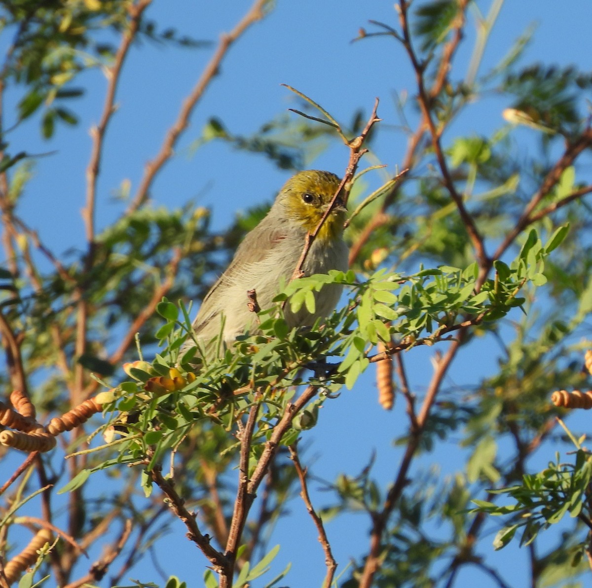 Verdin - ML641953372