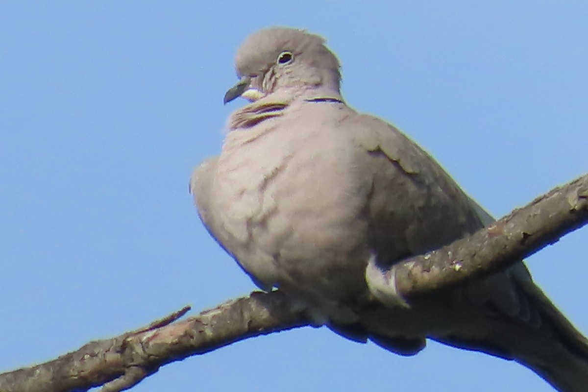 Eurasian Collared-Dove - ML641953379