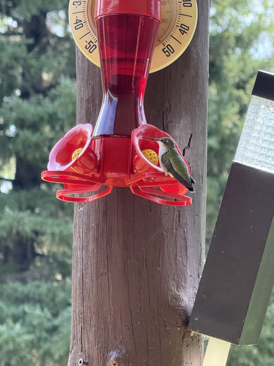 Colibri à gorge rubis - ML641953383