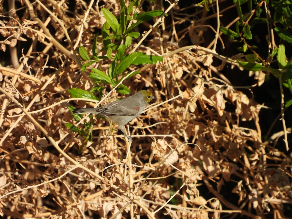 Auripare verdin - ML641953402