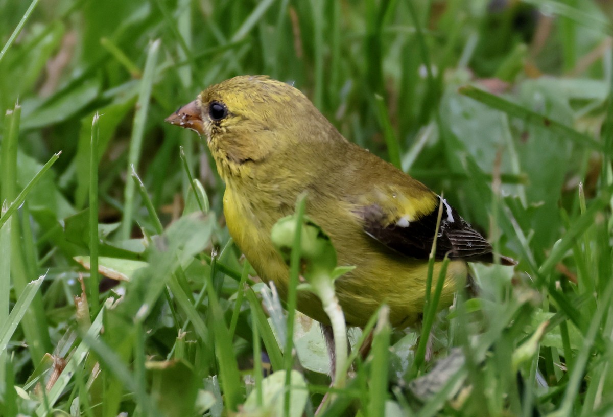 Chardonneret jaune - ML641953404
