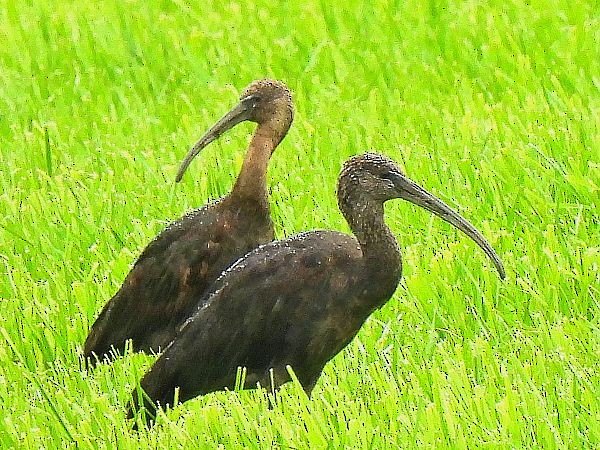 Ibis falcinelle - ML641953416