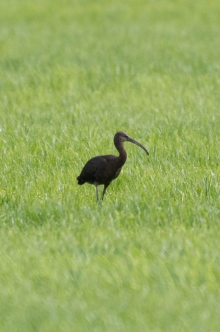 Ibis falcinelle - ML641953417