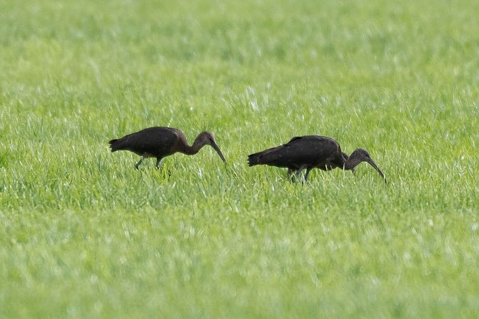 Ibis falcinelle - ML641953418