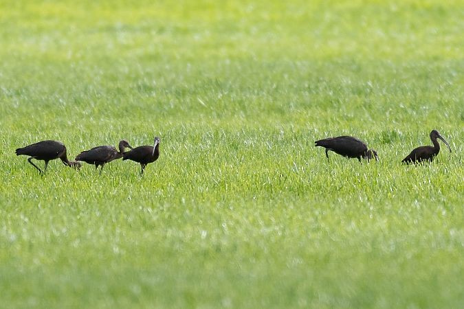 Ibis falcinelle - ML641953419