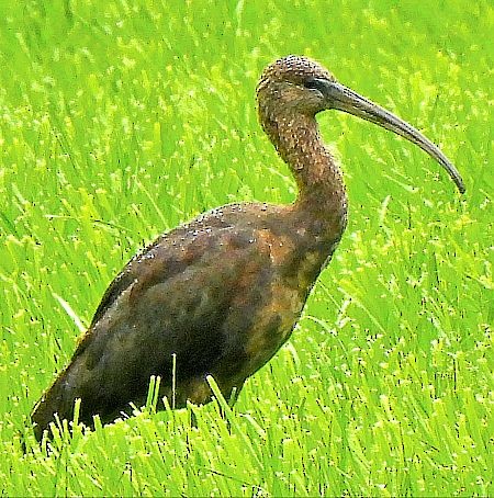 Ibis falcinelle - ML641953420