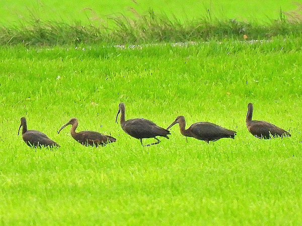 Ibis falcinelle - ML641953421