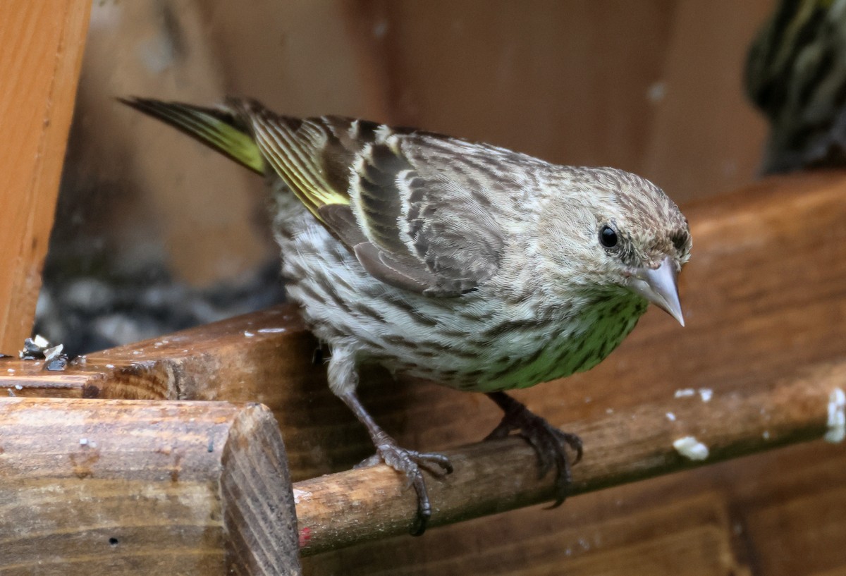 Pine Siskin - ML641953460