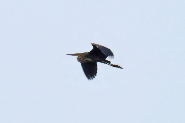 Purple Heron - ML641953461