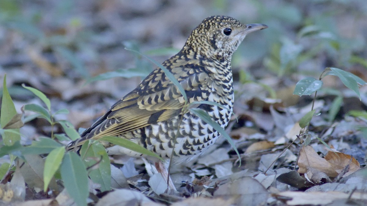 トラツグミ - ML641953467