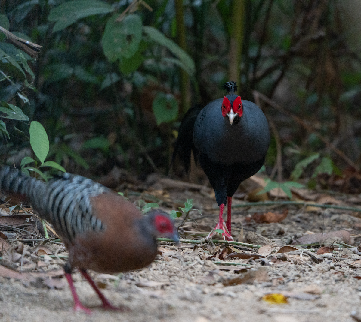 Siamese Fireback - ML641953472