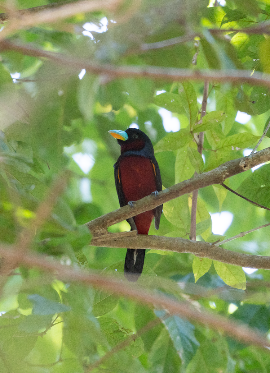 Black-and-red Broadbill - ML641953480
