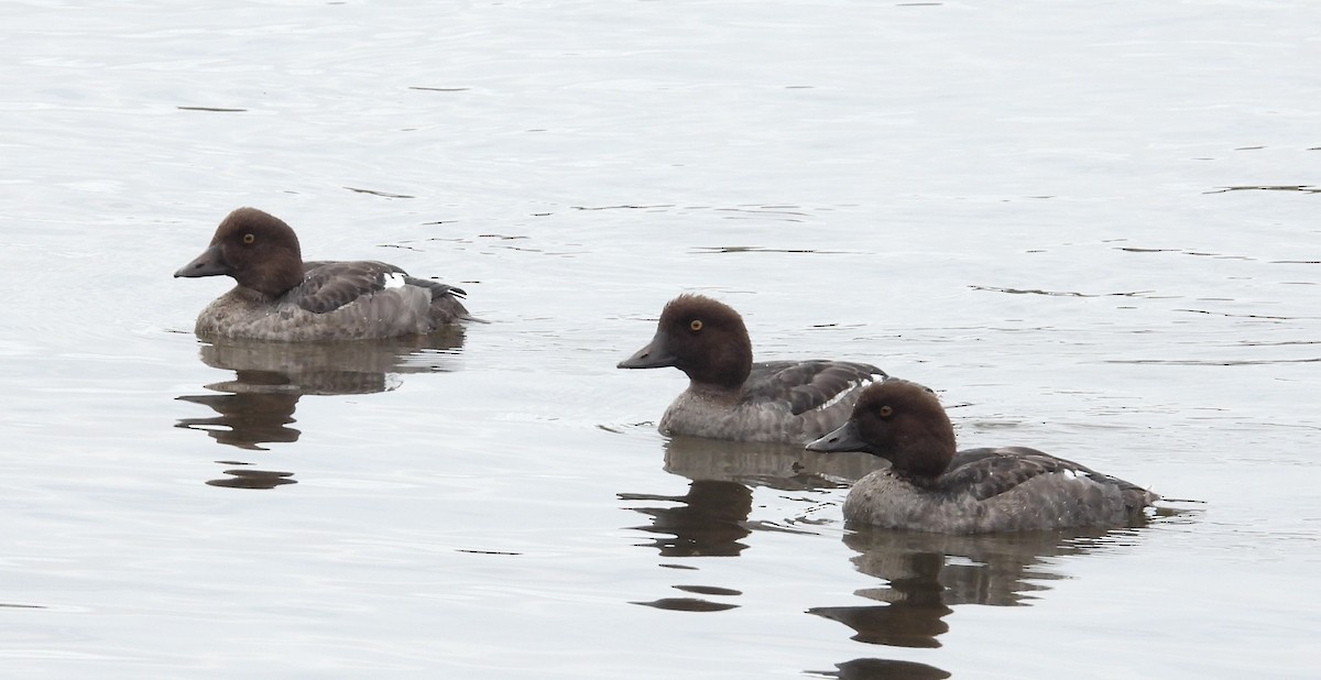 Common Goldeneye - ML641953481