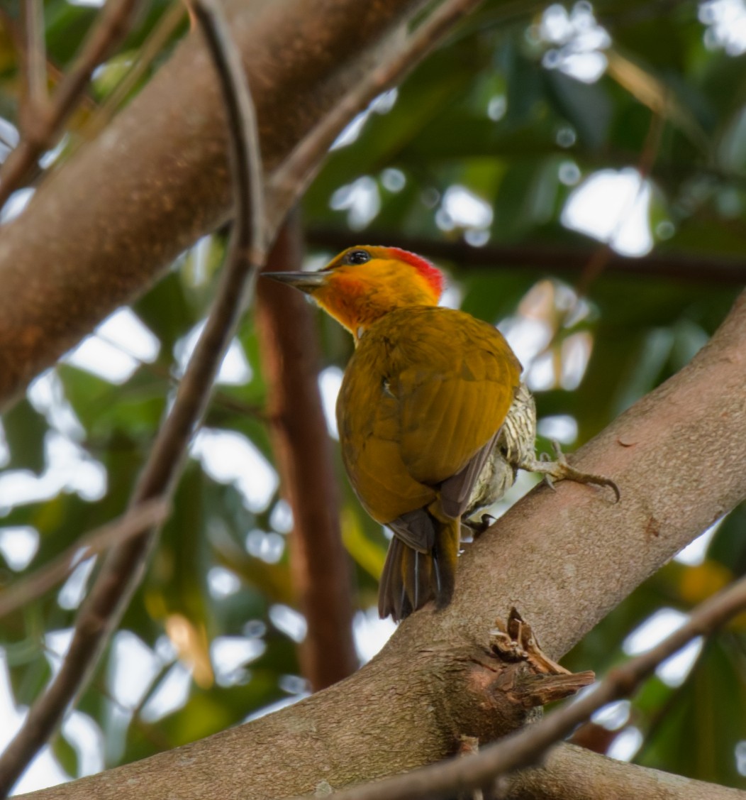 Yellow-throated Woodpecker - ML641953484