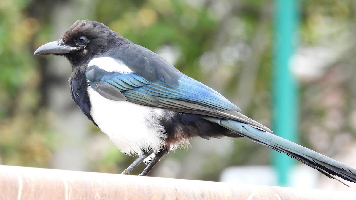 Black-billed Magpie - ML641953487