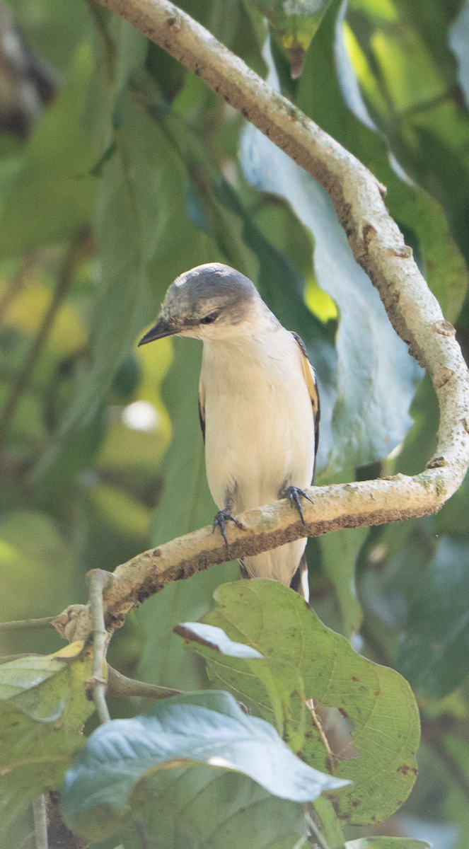 Brown-rumped Minivet - ML641953489