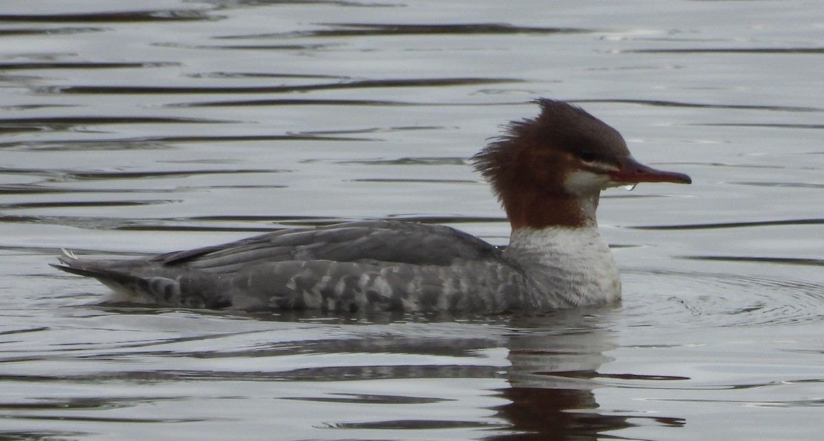 Common Merganser - ML641953507