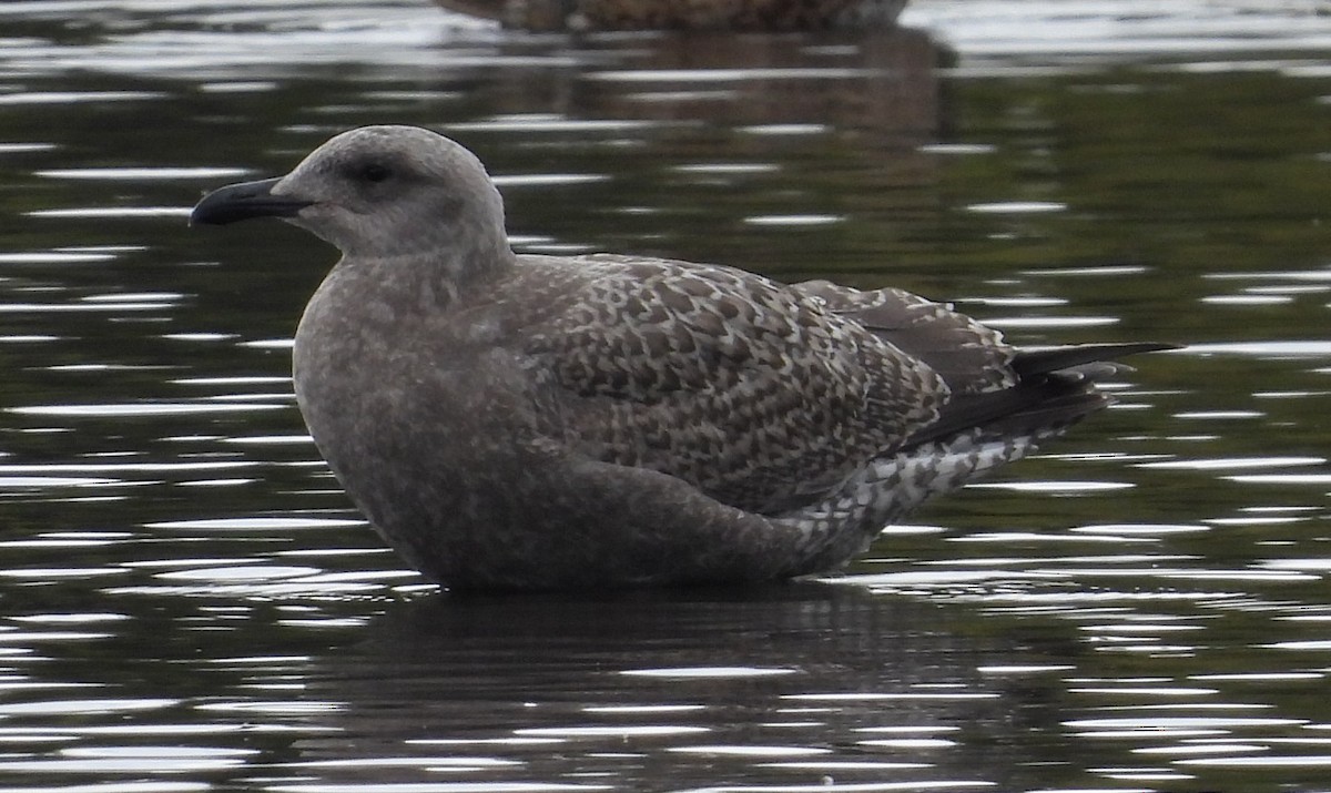 American Herring Gull - ML641953510