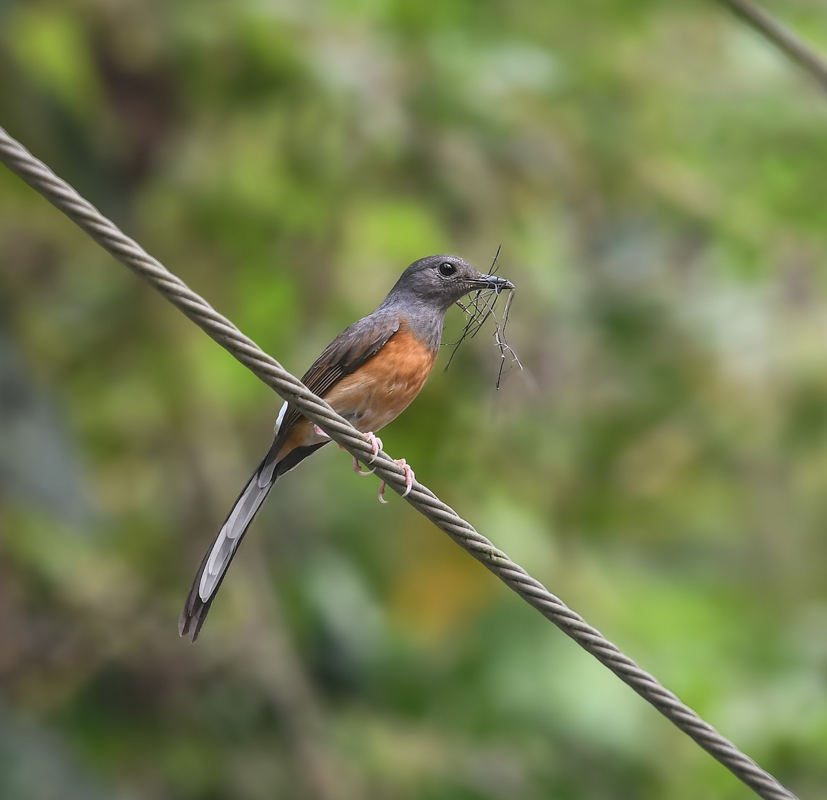 White-rumped Shama - ML641953518