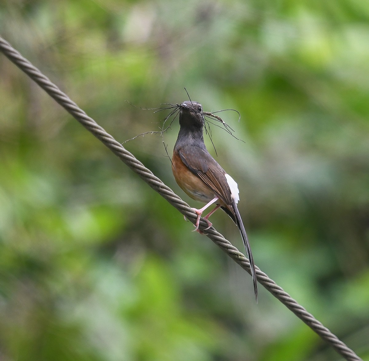 White-rumped Shama - ML641953519