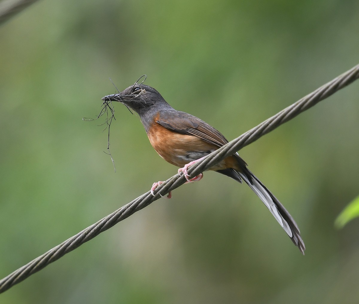 White-rumped Shama - ML641953520