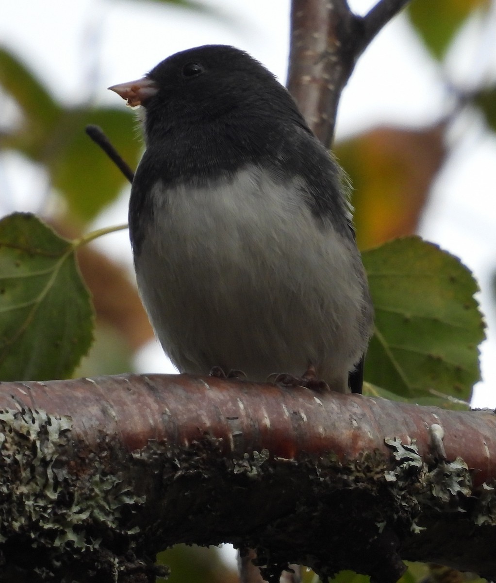 Junco Ojioscuro - ML641953551