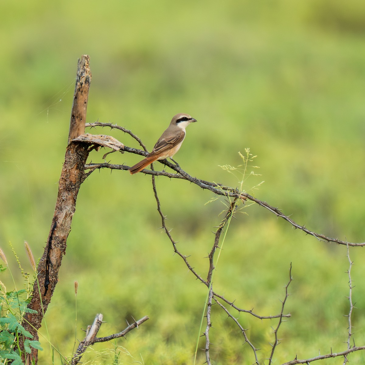 Red-tailed Shrike - ML641953564