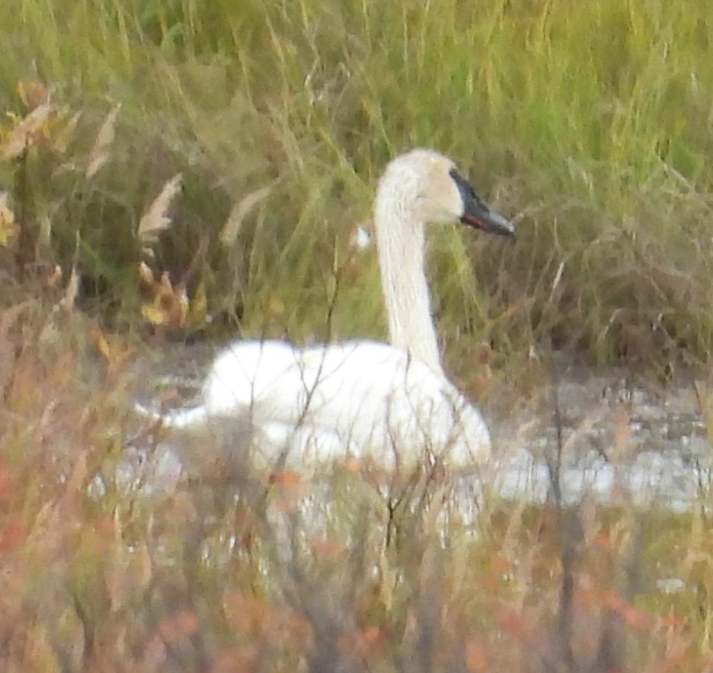 Tundra Swan - ML641953580