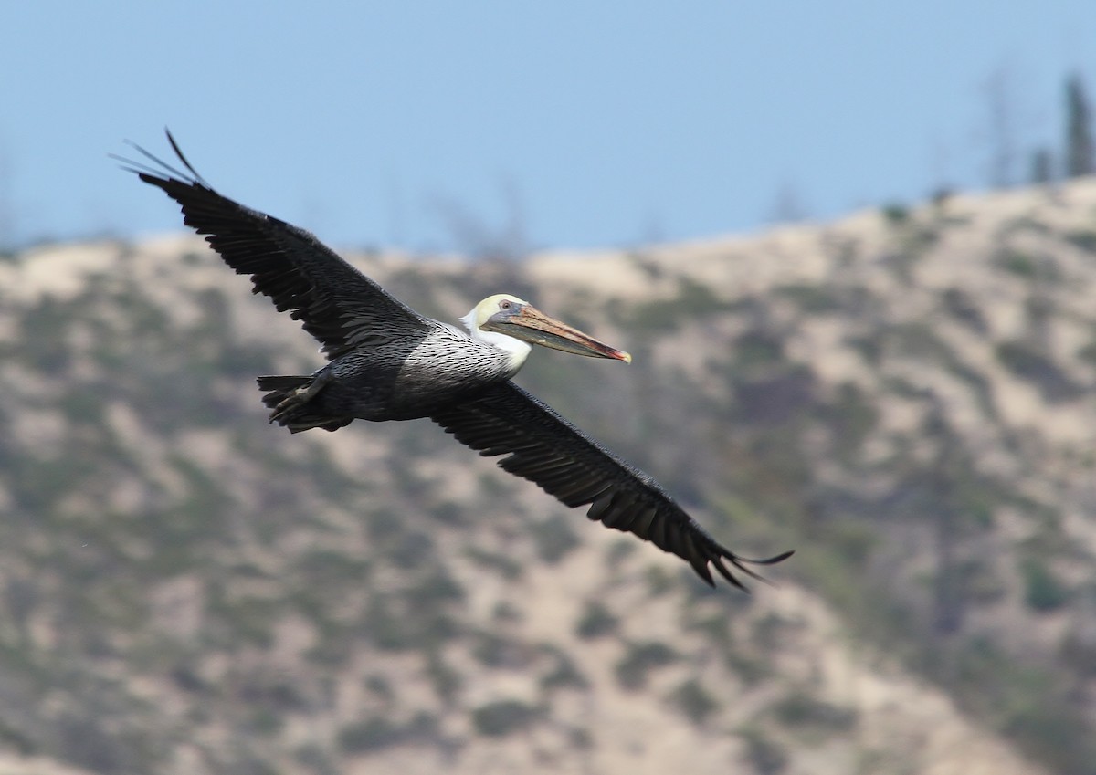 Brown Pelican (California) - ML641953581