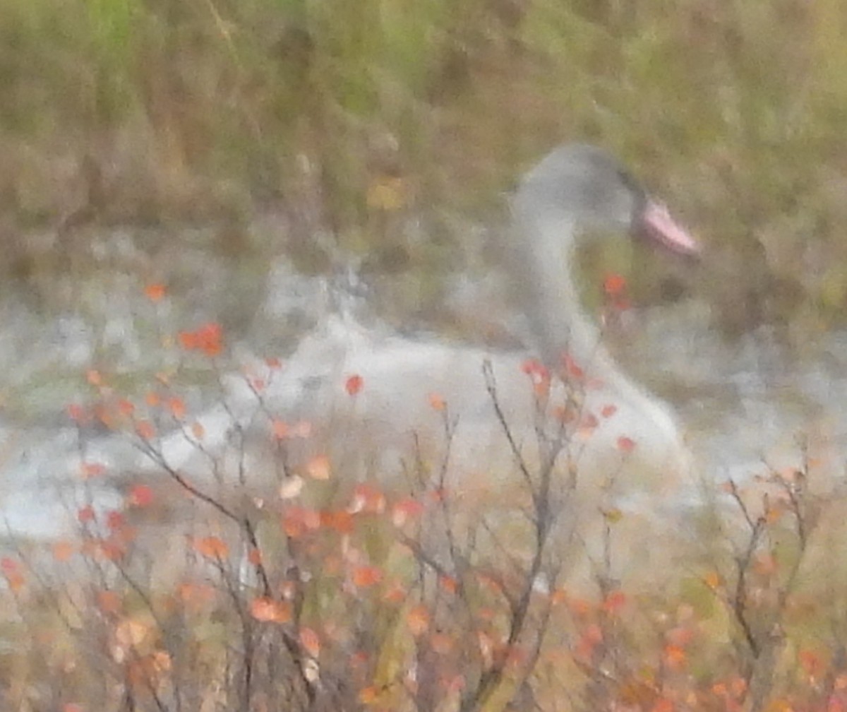 Tundra Swan - ML641953584