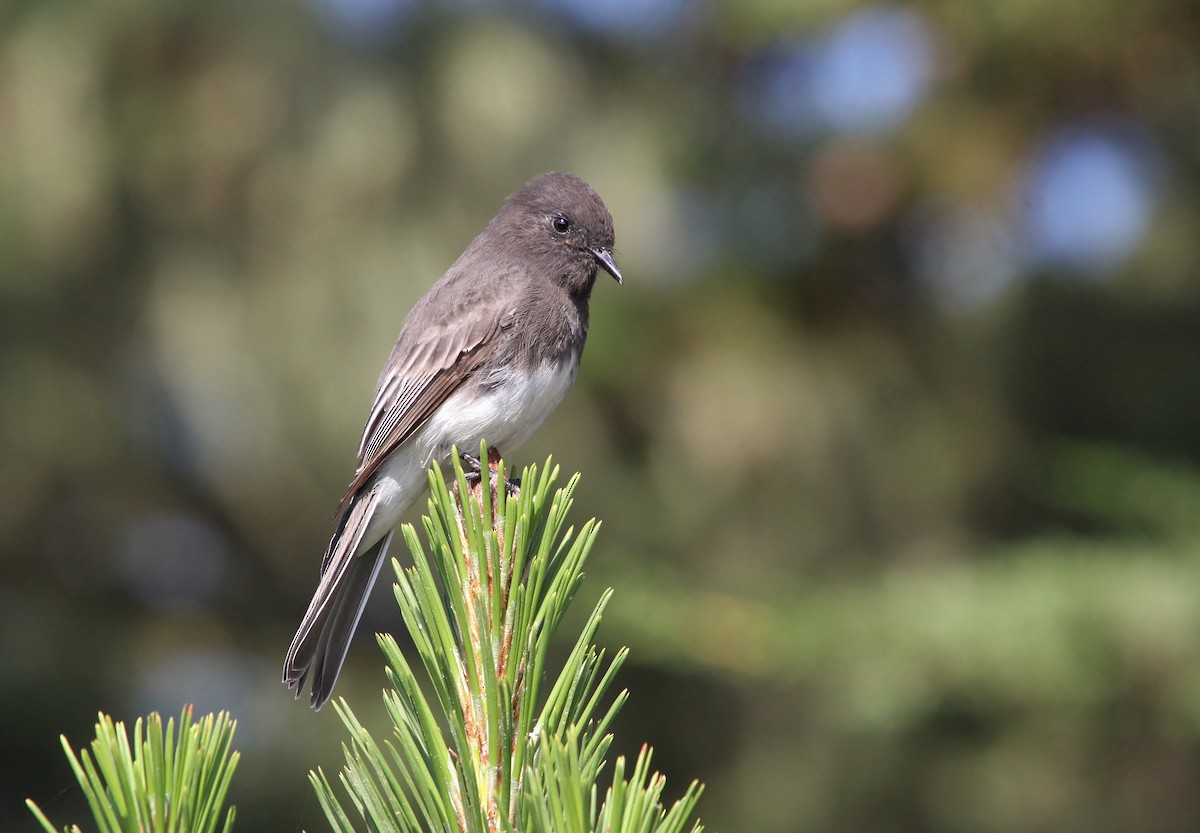 Black Phoebe (Northern) - ML641953587