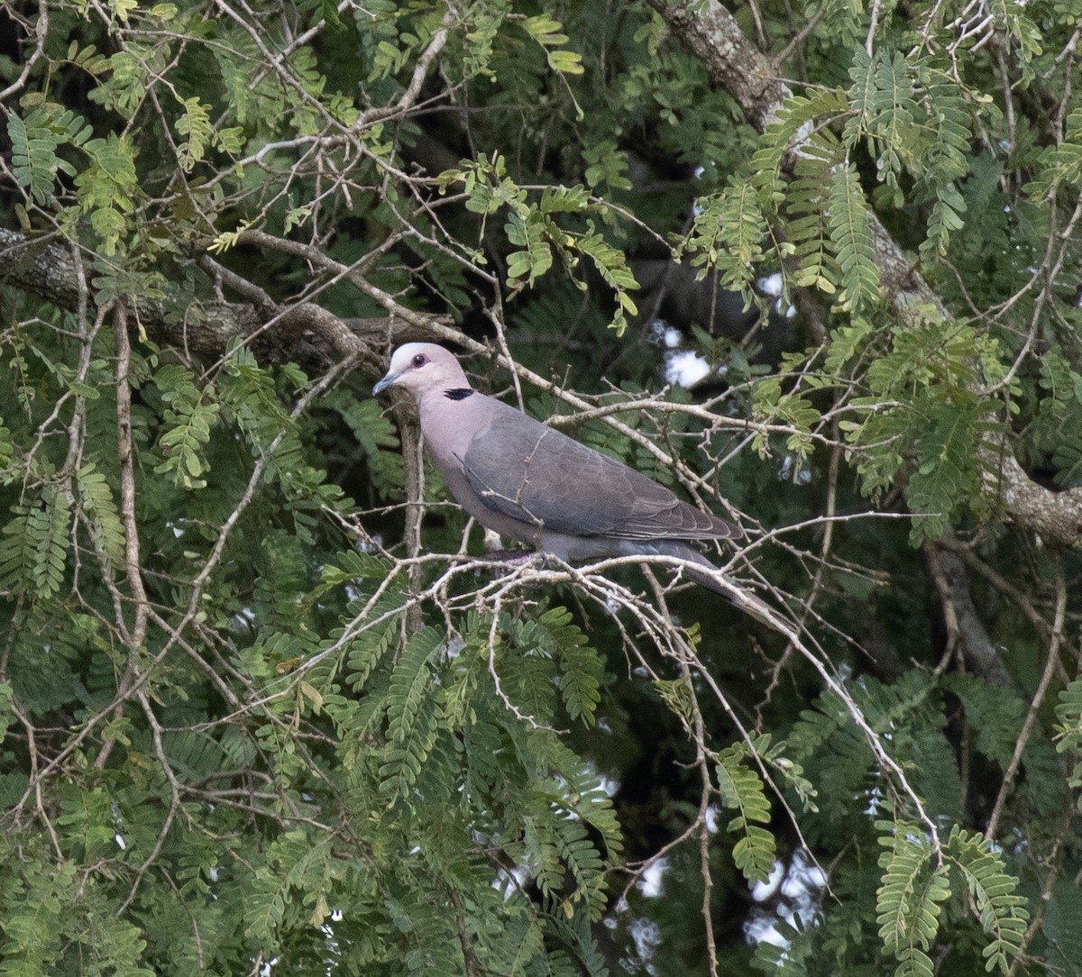 Red-eyed Dove - ML641953590