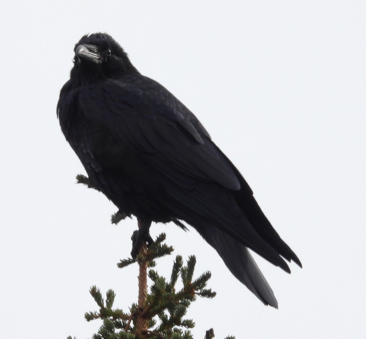 Common Raven - ML641953593